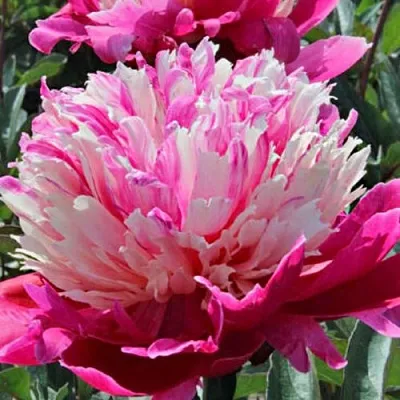 Пион ДЕЙДРИМ травянистый  Пион ДЕЙДРИМ травянистый в Барнауле