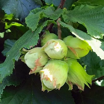 Фундук ТАМБОВСКИЙ РАННИЙ  Фундук ТАМБОВСКИЙ РАННИЙ в Барнауле