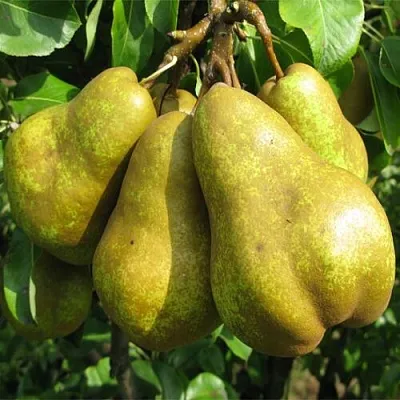 Груша СИЛЬВА  Груша СИЛЬВА в Барнауле