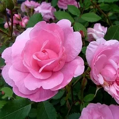 Саженцы роз ДЖОН ДЭВИС плетистая  Саженцы роз ДЖОН ДЭВИС плетистая в Барнауле