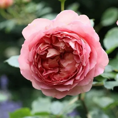 Саженцы роз РИДЖЕНТС ПАРК чайно-гибридная в Барнауле