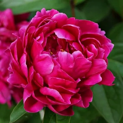 Пион ЛУИ ВАН-ГУТТ травянистый  Пион ЛУИ ВАН-ГУТТ травянистый в Барнауле