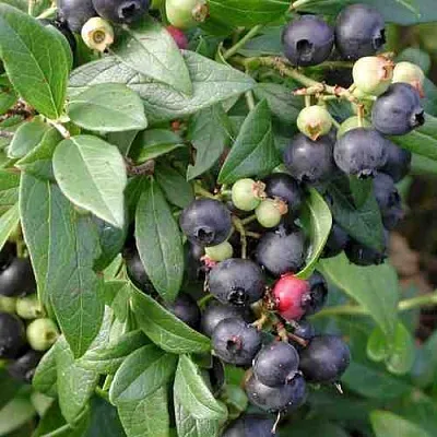 Голубика ПУТТЕ  Голубика ПУТТЕ в Барнауле