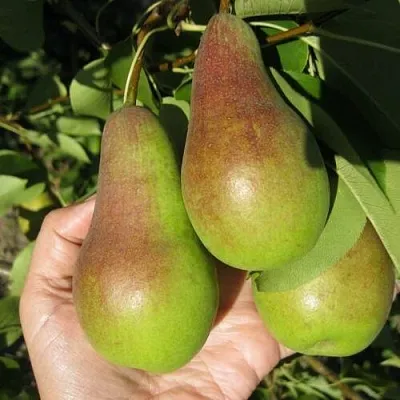 Груша ТАЛГАРСКАЯ КРАСАВИЦА  Груша ТАЛГАРСКАЯ КРАСАВИЦА в Барнауле