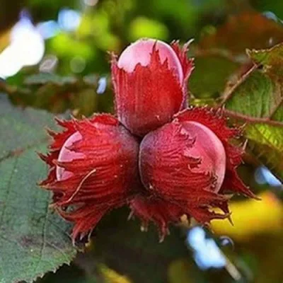 Фундук КРАСНЫЙ ЯНТАРЬ в Барнауле