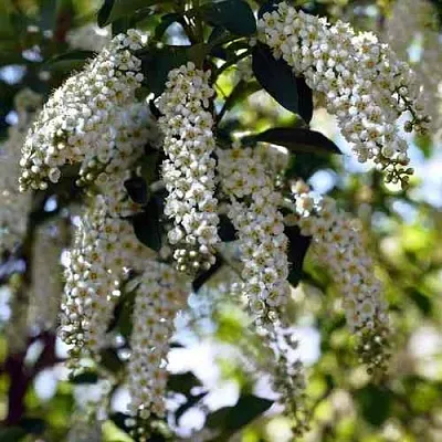 Черемуха виргинская ШУБЕРТ  Черемуха виргинская ШУБЕРТ в Барнауле