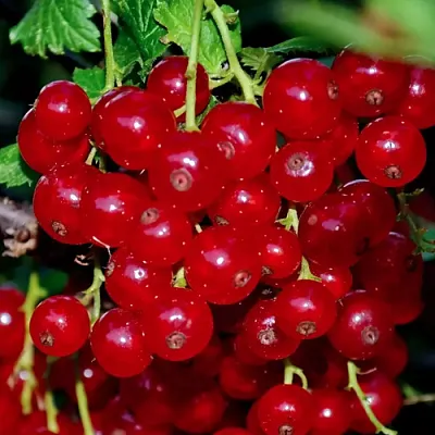 Смородина красная СЕРПАНТИН  Смородина красная СЕРПАНТИН в Барнауле