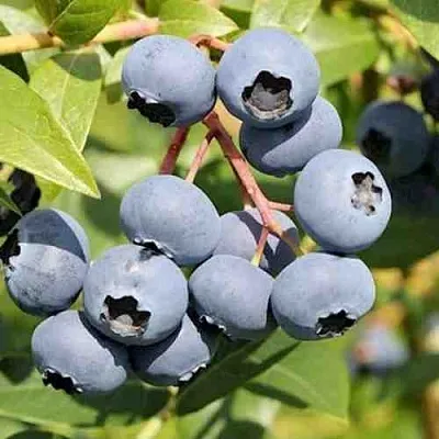 Голубика КРОЭТЭН  Голубика КРОЭТЭН в Барнауле