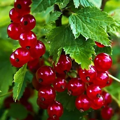 Смородина красная РОЛАН  Смородина красная РОЛАН в Барнауле
