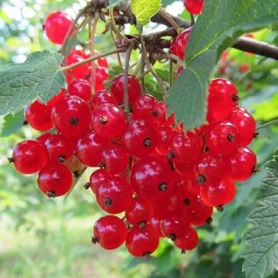 Смородина красная КРАСНАЯ АНДРЕЙЧЕНКО  Смородина красная КРАСНАЯ АНДРЕЙЧЕНКО в Барнауле