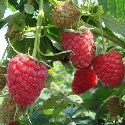 Малина КОЛОКОЛЬЧИК  Малина КОЛОКОЛЬЧИК в Барнауле