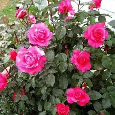 Саженцы роз МАЛИНОВЫЙ ЗВОН чайно-гибридная — описание сорта Саженцы роз МАЛИНОВЫЙ ЗВОН чайно-гибридная в Барнауле