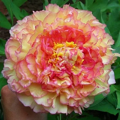 Пионы древовидные в Барнауле