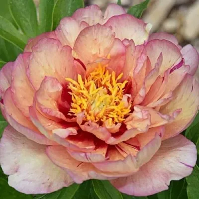 Пион КЭЛЛИС МЕМОРИ ито-гибрид  Пион КЭЛЛИС МЕМОРИ ито-гибрид в Барнауле