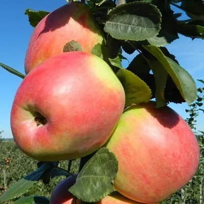 Яблоня БРЯНСКОЕ РОЗОВОЕ  Яблоня БРЯНСКОЕ РОЗОВОЕ в Барнауле