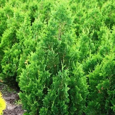 Туя СПИРАЛИС западная  Туя СПИРАЛИС западная в Барнауле