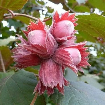 Фундук СКАРЛЕТТ  Фундук СКАРЛЕТТ в Барнауле