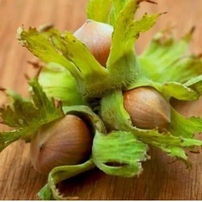 Фундук ГИГАНТ ТАМБОВСКИЙ  Фундук ГИГАНТ ТАМБОВСКИЙ в Барнауле