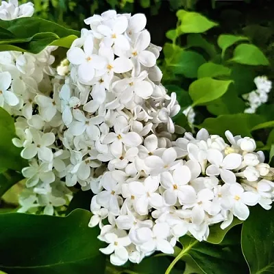 Сирень МАЛЕНЬКИЙ ПРИНЦ  Сирень МАЛЕНЬКИЙ ПРИНЦ в Барнауле