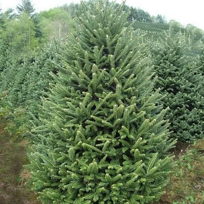 Пихта ФРАЗЕРА  Пихта ФРАЗЕРА в Барнауле