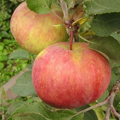 Яблоня ПЕРВОУРАЛЬСКОЕ  Яблоня ПЕРВОУРАЛЬСКОЕ в Барнауле