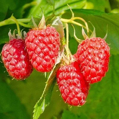 Малина ИЗОБИЛЬНАЯ  Малина ИЗОБИЛЬНАЯ в Барнауле