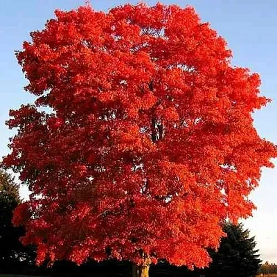 Дуб красный   Дуб красный  в Барнауле