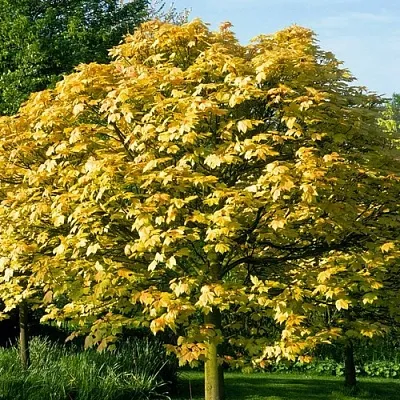 Клен ложноплатановый  Клен ложноплатановый в Барнауле