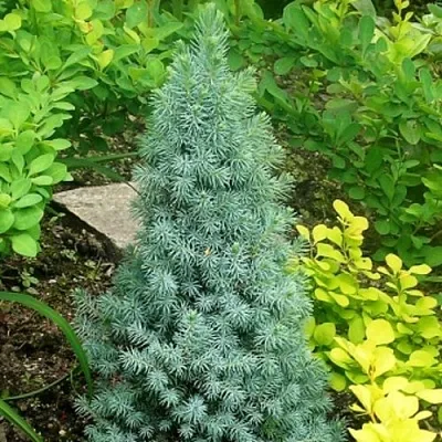 Ель КОНИКА сизая  Ель КОНИКА сизая в Барнауле