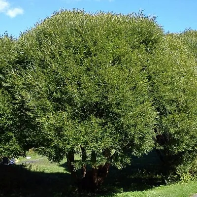 Ива ломкая   Ива ломкая  в Барнауле