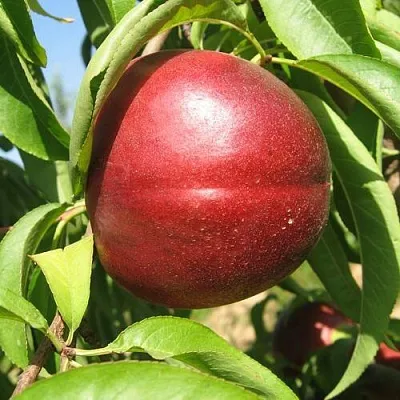 Нектарин ФАНТАЗИЯ  Нектарин ФАНТАЗИЯ в Барнауле