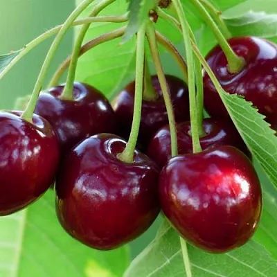 Дюк ЖИВИЦА (ЧЕРЕВИШНЯ)  Дюк ЖИВИЦА (ЧЕРЕВИШНЯ) в Барнауле