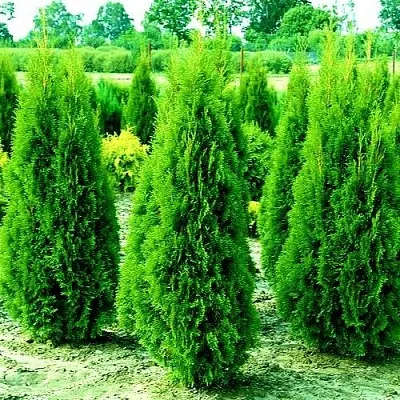 Туя ВИДМАНТ западная  Туя ВИДМАНТ западная в Барнауле