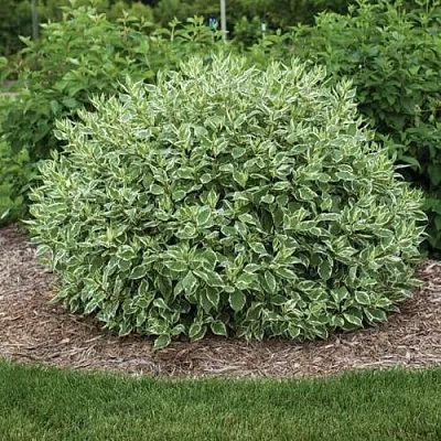 Дерен ЭЛЕГАНТИССИМА белый  Дерен ЭЛЕГАНТИССИМА белый в Барнауле