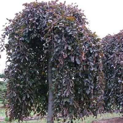 Бук  Бук в Барнауле