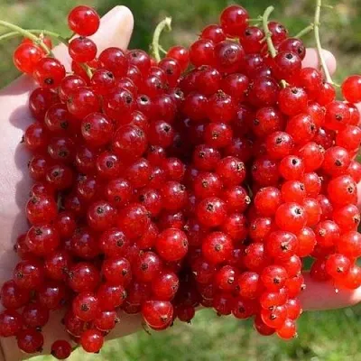 Смородина красная РЕД ПУЛ  Смородина красная РЕД ПУЛ в Барнауле