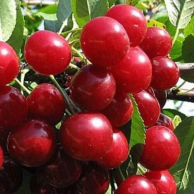 Вишня ГЛУБОКСКАЯ в Барнауле