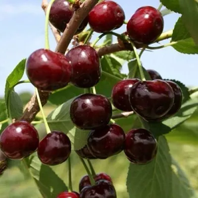 Вишня ГРИОТ БЕЛОРУССКИЙ в Барнауле