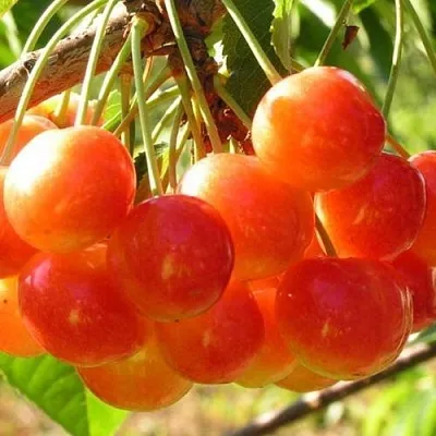 Черешня СОПЕРНИЦА  Черешня СОПЕРНИЦА в Барнауле