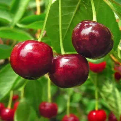 Вишня УЙФЕХЕРТОЙ ФЮРТОШ в Барнауле