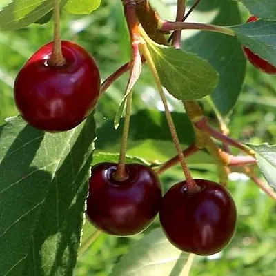 Дюк НАДЕЖДА  Дюк НАДЕЖДА в Барнауле