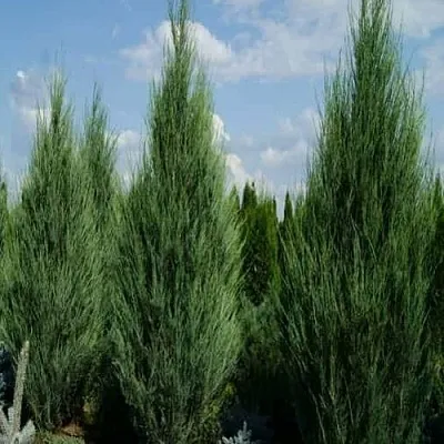 Можжевельник СКАЙРОКЕТ скальный  Можжевельник СКАЙРОКЕТ скальный в Барнауле