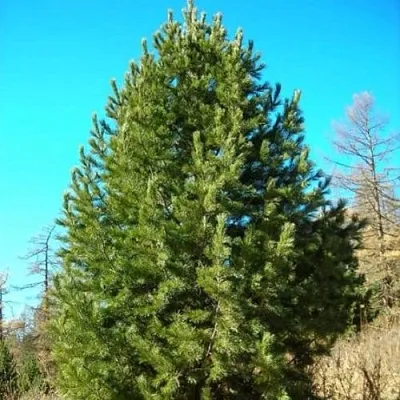 Сосна кедровая сибирская  Сосна кедровая сибирская в Барнауле