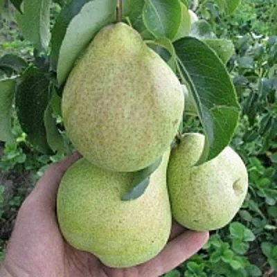 Груша КУДЕСНИЦА в Барнауле