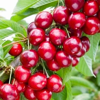 Вишня МАЛЮТКА колонновидная в Барнауле