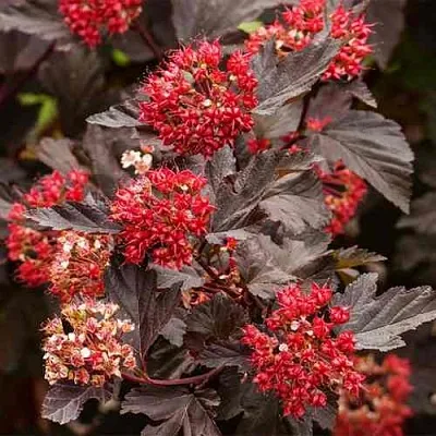 Пузыреплодник РЕД БАРОН  Пузыреплодник РЕД БАРОН в Барнауле