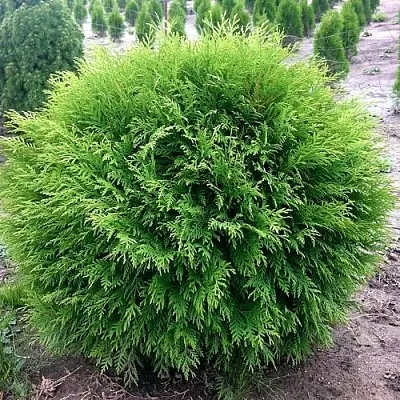 Туя ЛИТЛ ЧЕМПИОН западная  Туя ЛИТЛ ЧЕМПИОН западная в Барнауле