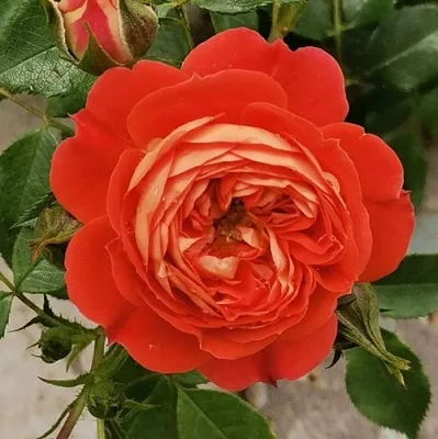 Саженцы роз СТАРЛЕТ РОУЗ КАРМЕН плетистая  Саженцы роз СТАРЛЕТ РОУЗ КАРМЕН плетистая в Барнауле