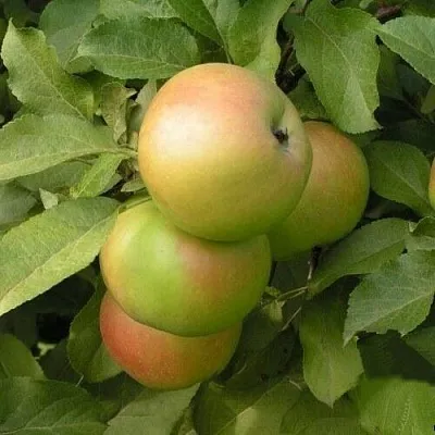 Яблоня ВЕРБНОЕ  Яблоня ВЕРБНОЕ в Барнауле