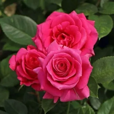 Саженцы роз ЛАВ ЛЕТТЕР флорибунда  Саженцы роз ЛАВ ЛЕТТЕР флорибунда в Барнауле